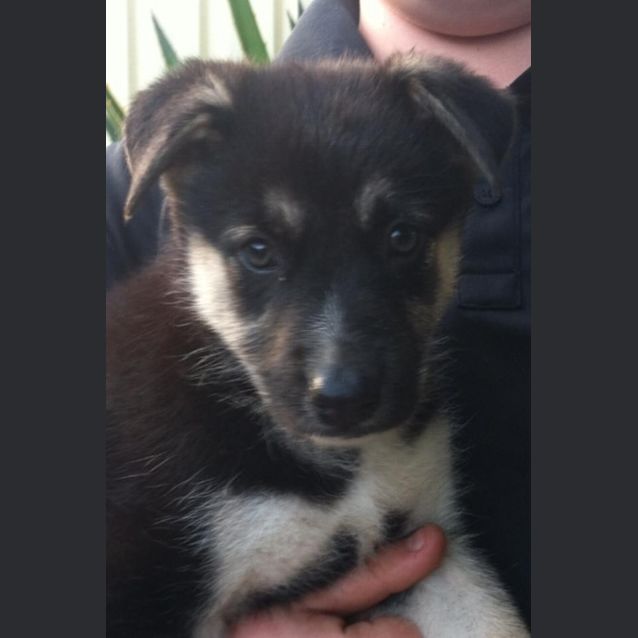 Photo of Chief