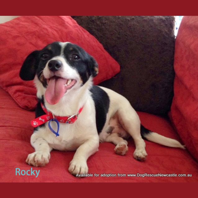 Photo of Rocky (On Trial 13/1/14)
