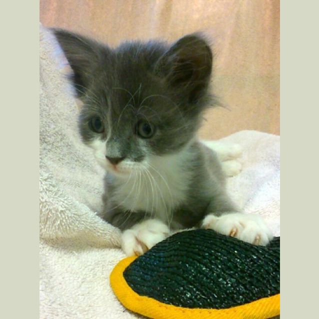 Photo of Little Boy Blue