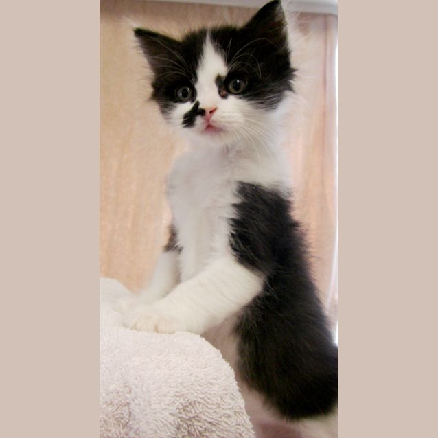 Photo of Mini Smudge