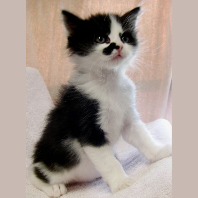 Photo of Mini Smudge