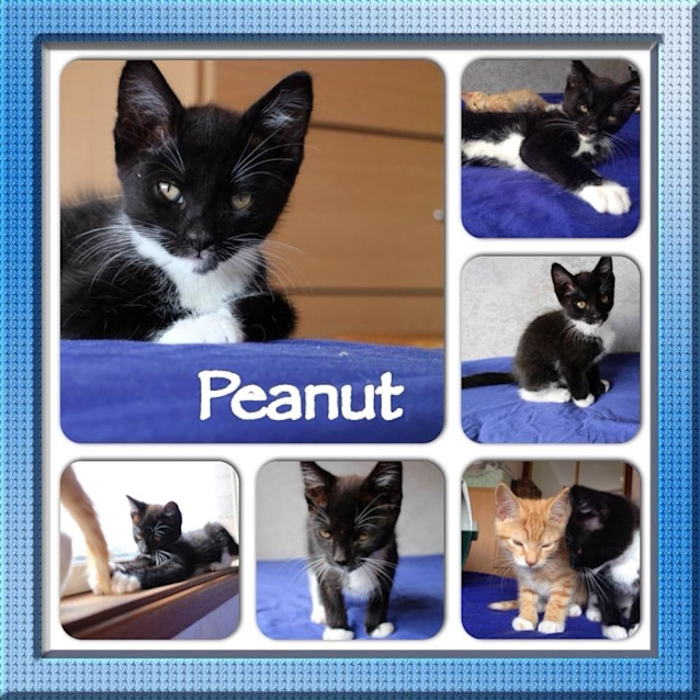 Photo of Peanut (Rescue Kitten)