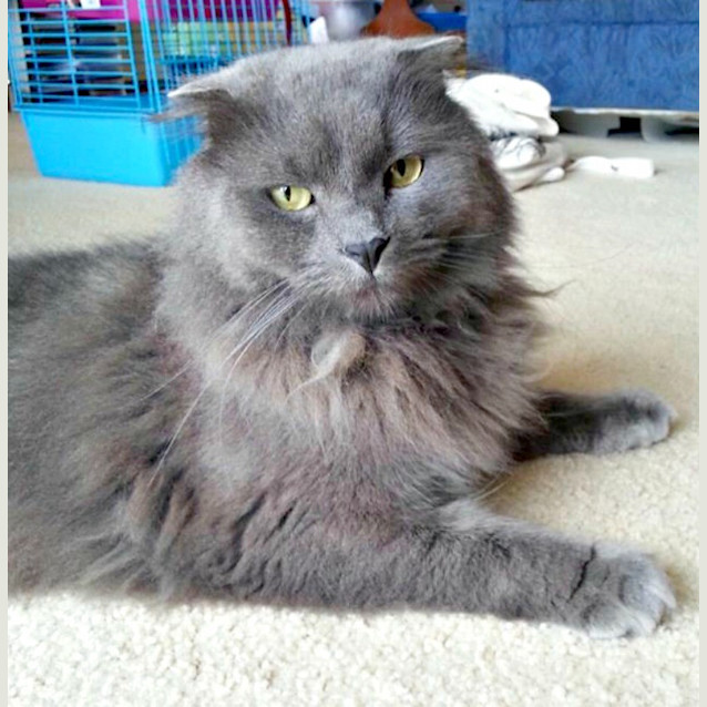 Photo of Scottish Bob