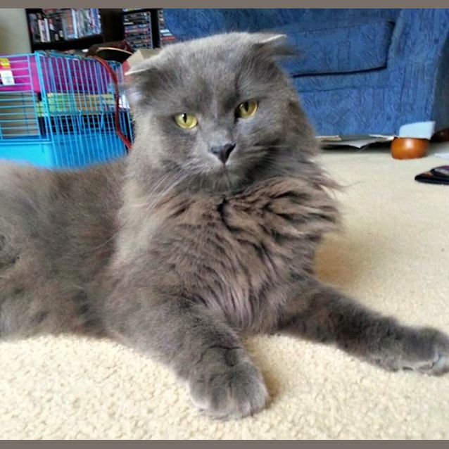 Photo of Scottish Bob