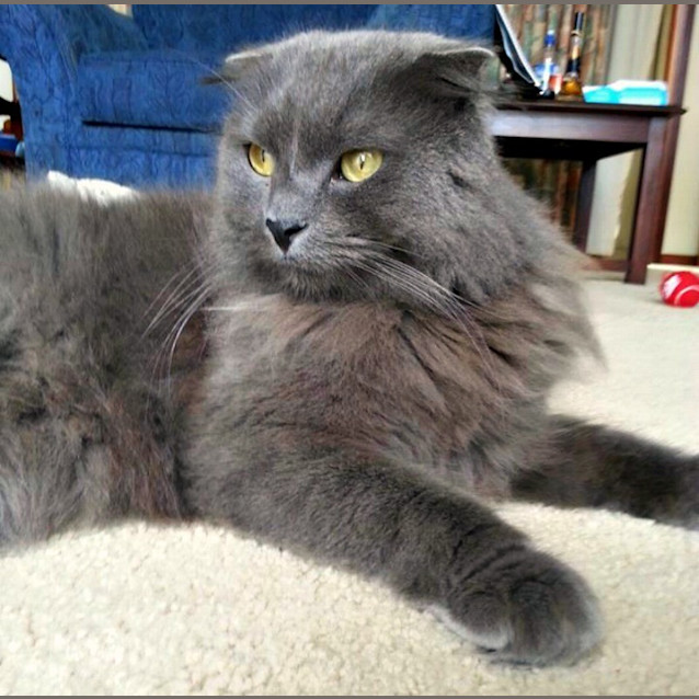 Photo of Scottish Bob