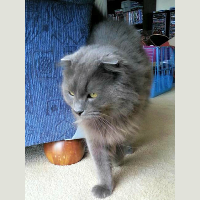 Photo of Scottish Bob