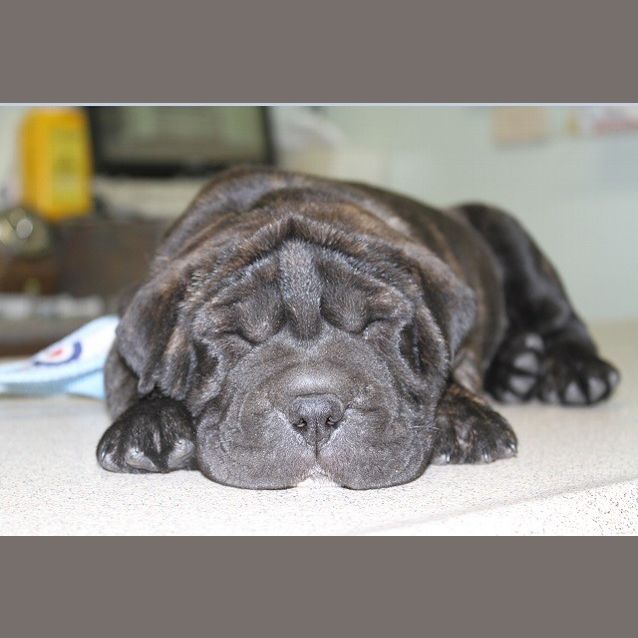 Photo of Athos (D914)