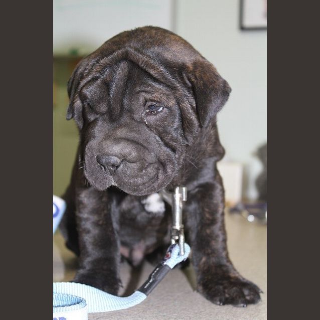 Photo of Athos (D914)