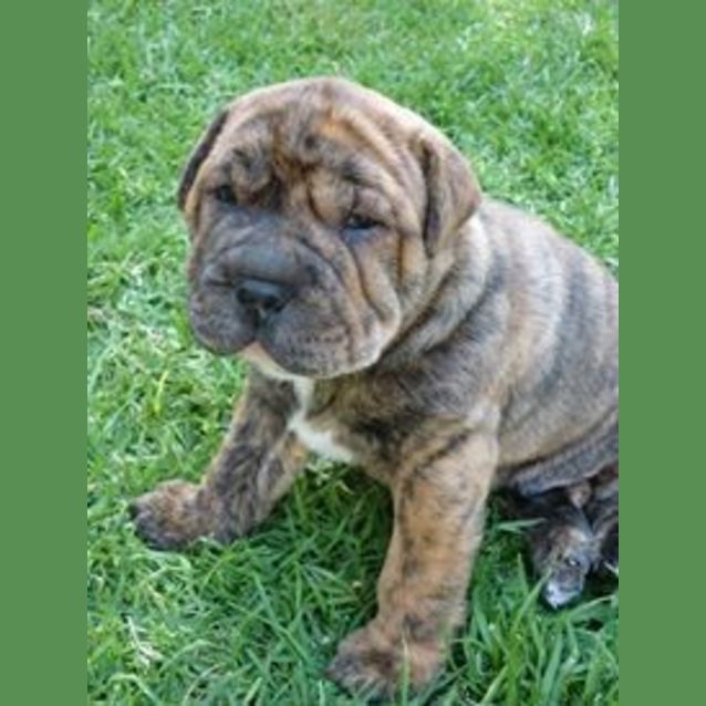 Photo of Aramis (D912)