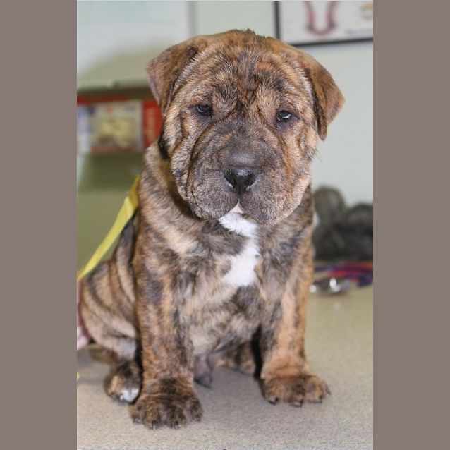 Photo of Aramis (D912)