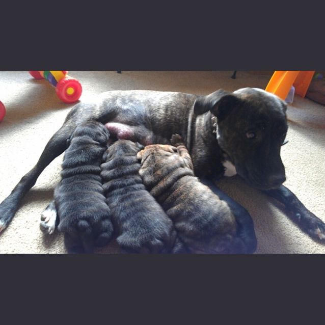 Photo of Athos (D914)