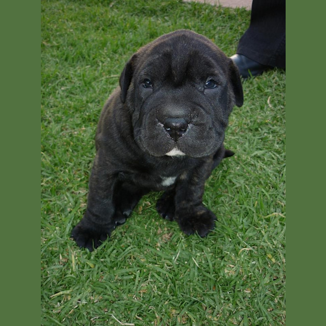 Photo of Porthos (D913)