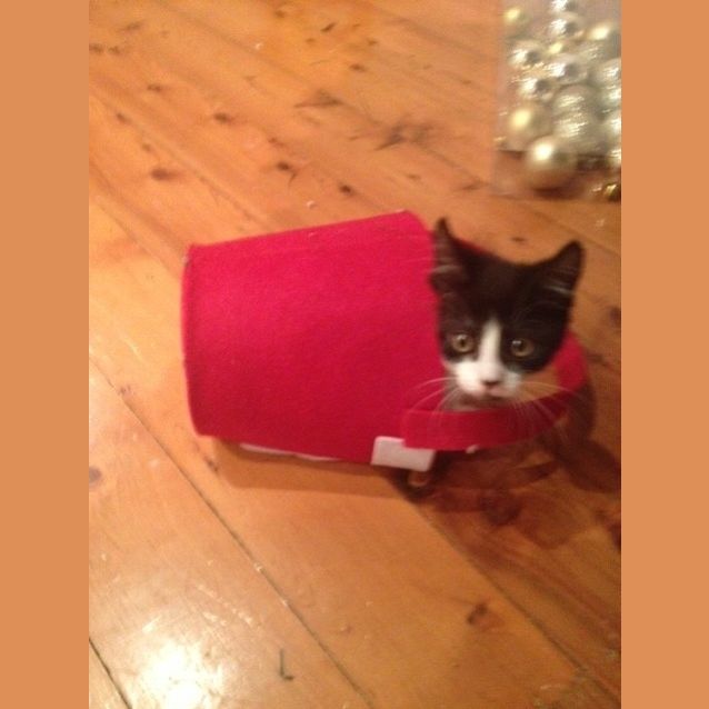 Photo of Patches