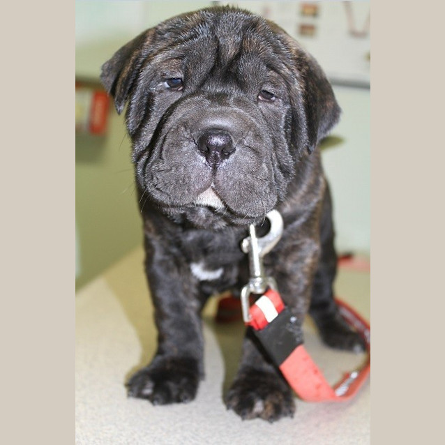 Photo of Porthos (D913)