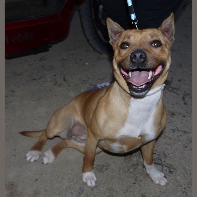 Photo of Chestnut 