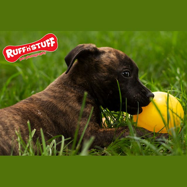 Photo of Poppet   On Hold Adoption Pending