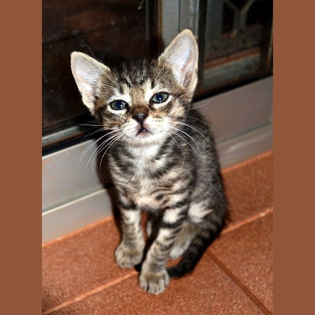 Photo of Halo(nc240)