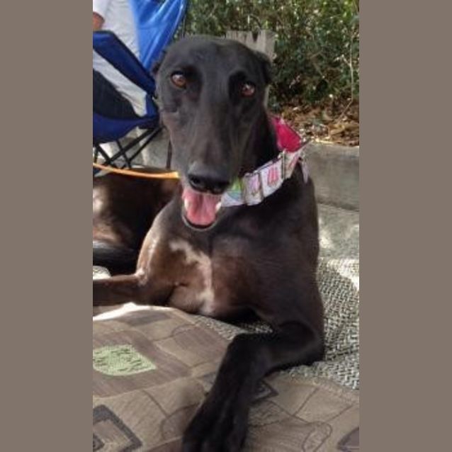 Photo of Bess