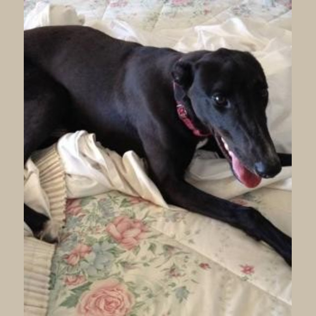 Photo of Daisy
