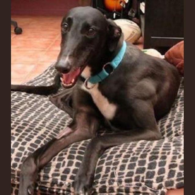Photo of Nigel