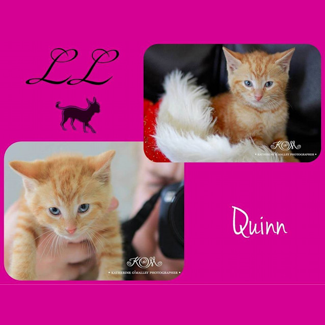 Photo of Quinn