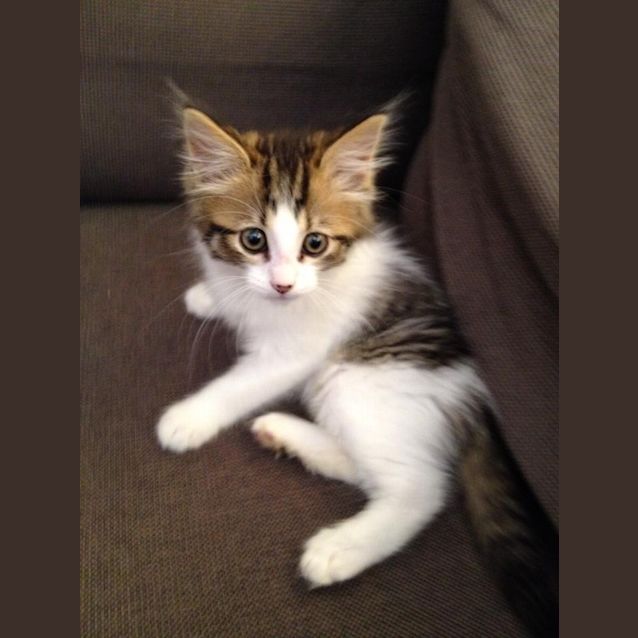 Photo of Ak0317   Henry