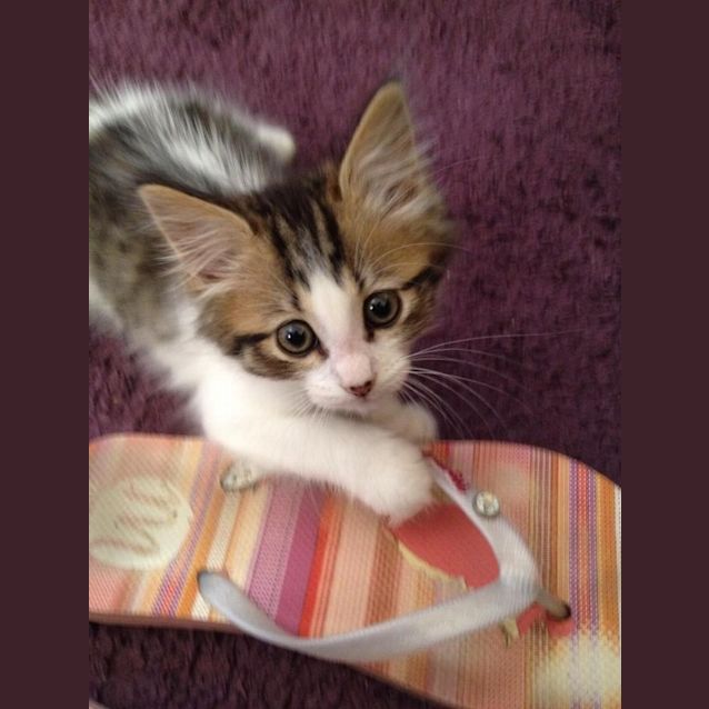 Photo of Ak0317   Henry