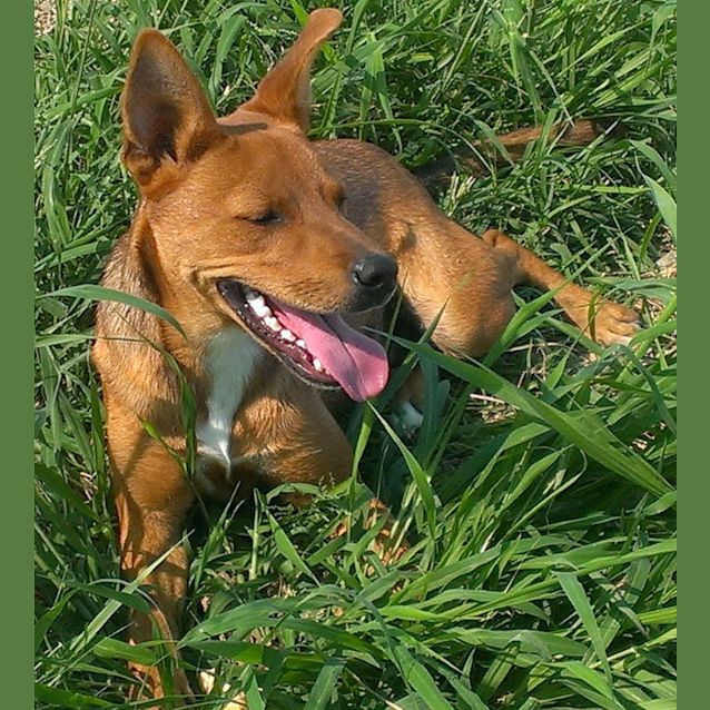 Photo of Cricket