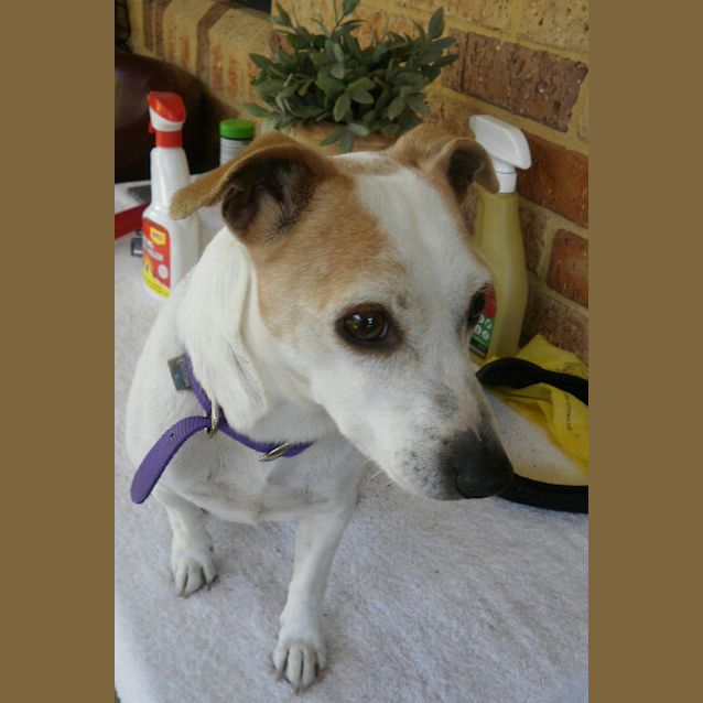 Photo of Penny