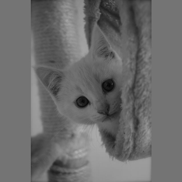 Photo of Penny   Blue Eyed Baby