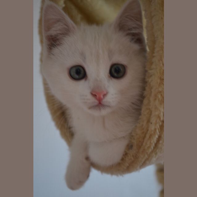 Photo of Penny   Blue Eyed Baby