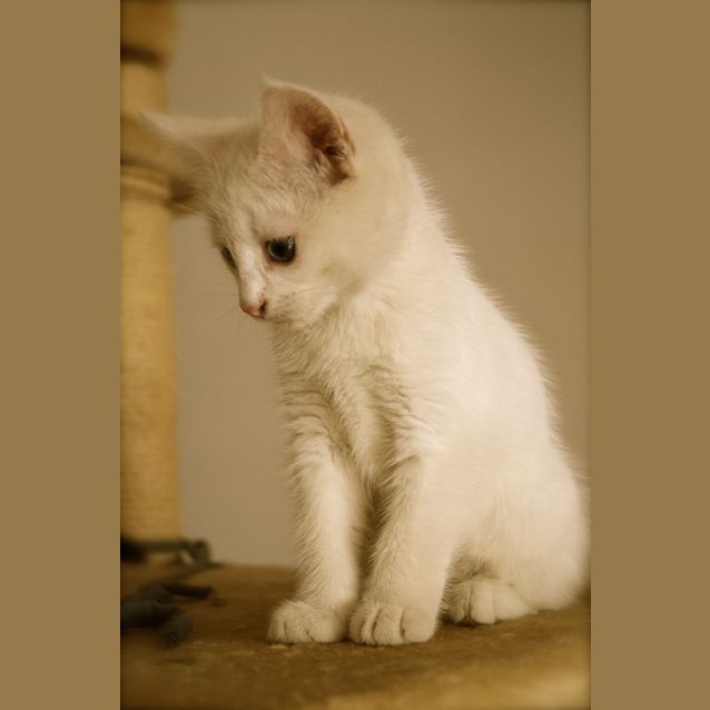 Photo of Penny   Blue Eyed Baby