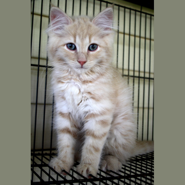 Photo of Sampson