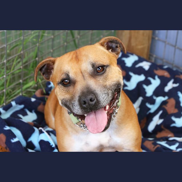 Photo of Diesel