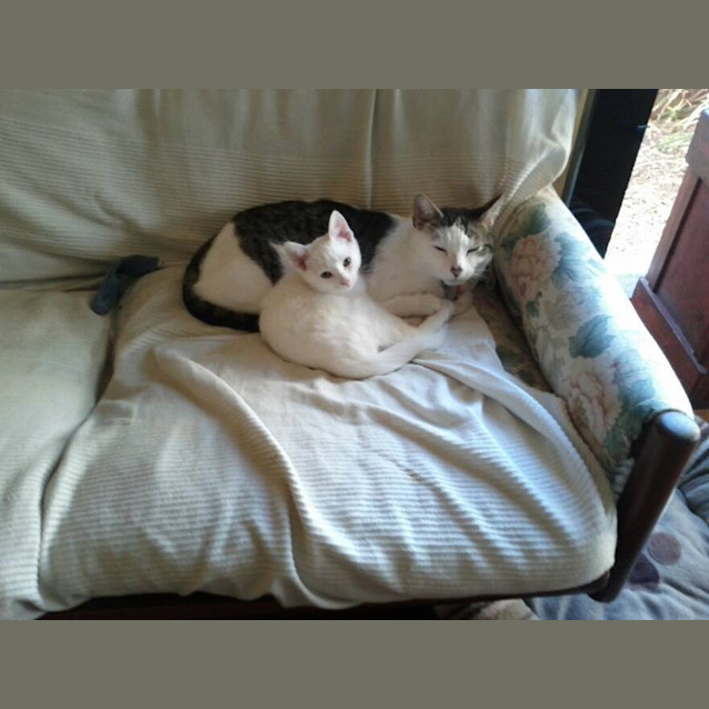 Photo of Finlay Aka Mr Dog Lover