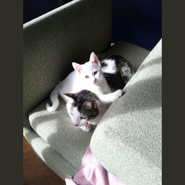 Photo of Finlay Aka Mr Dog Lover