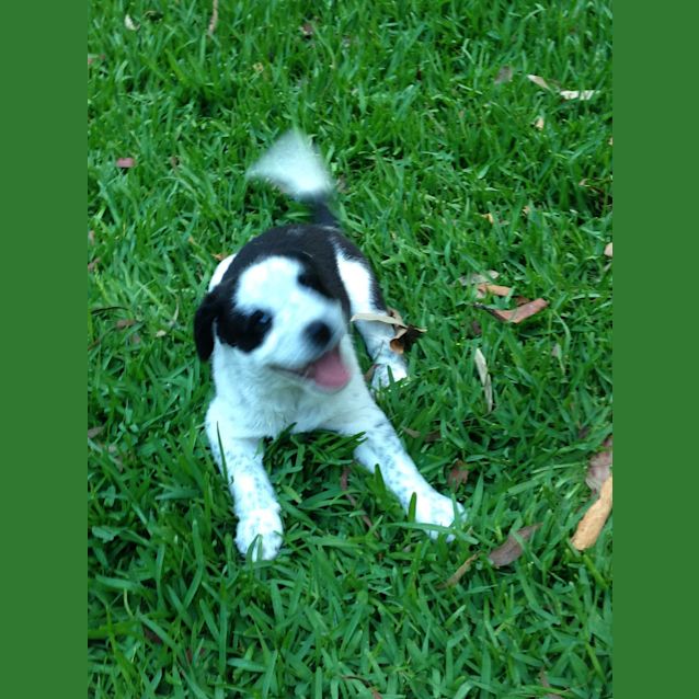 Photo of Panda