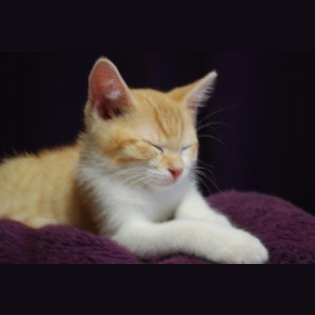 Photo of Cooper