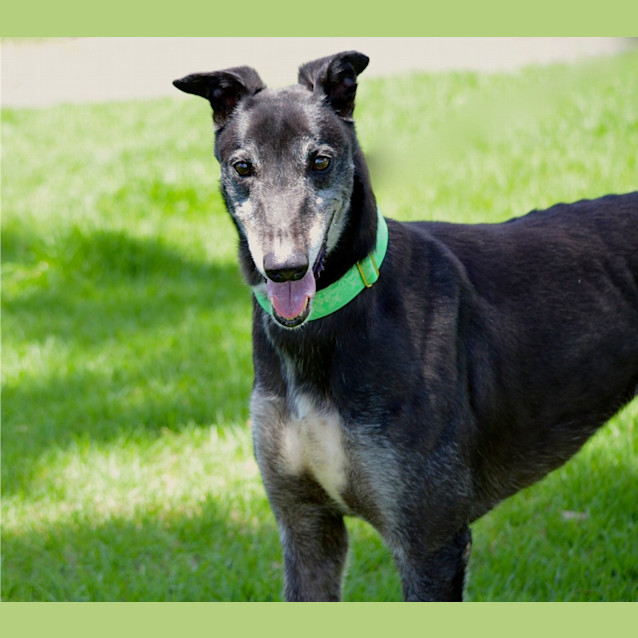 Photo of Sam (Checking Out My New Home)