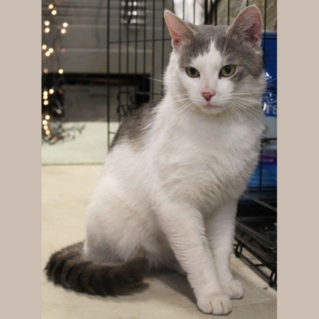 Photo of Catty