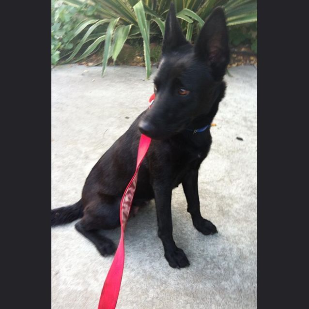 Photo of Willow