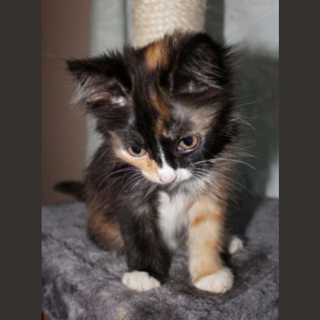 Photo of Ayla