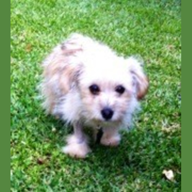 Photo of Matilda   The Most Lovable Puppy 