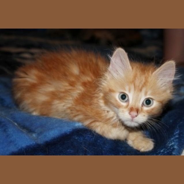 Photo of Master Shifu (Squawks Pet Store)