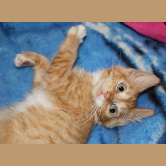 Photo of Po (Squawks Pet Store)