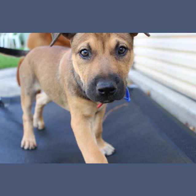 Photo of Puppy Velma (On Trial 16/12/13)