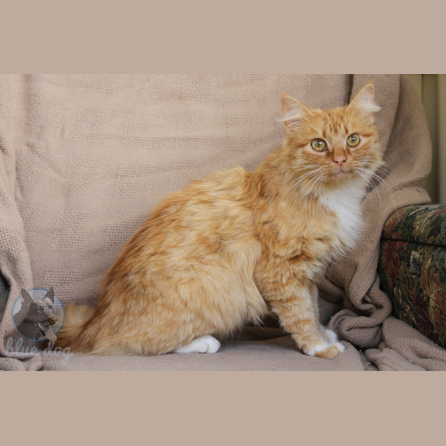 Photo of Fleur (C911)