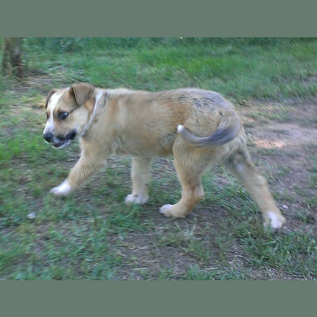 Photo of Honey Badger