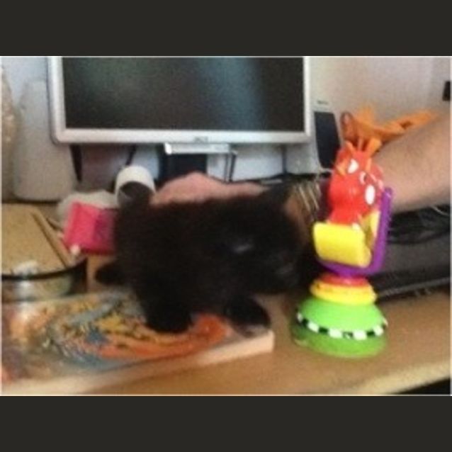Photo of Cutie
