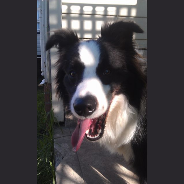 Photo of Pepsi (On Trial 24/12/13)